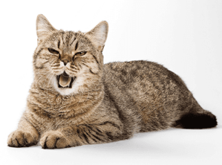 bruits de chat